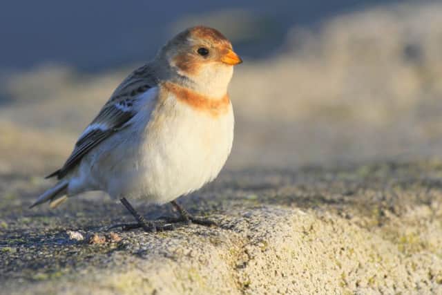A snow bunting was seen. Picture by Dougie Holden