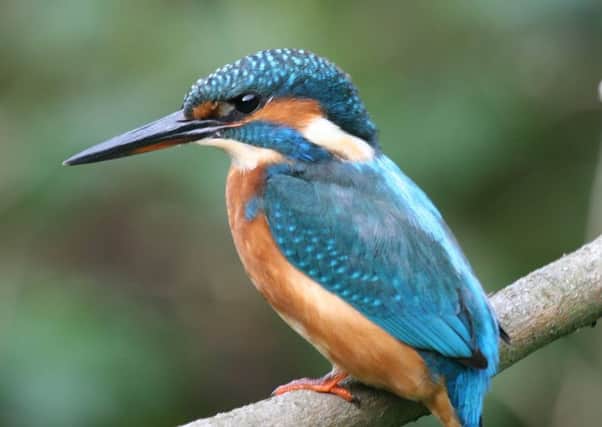 A Kingfisher was one of the brids spotted. Picture by Dougie Holden