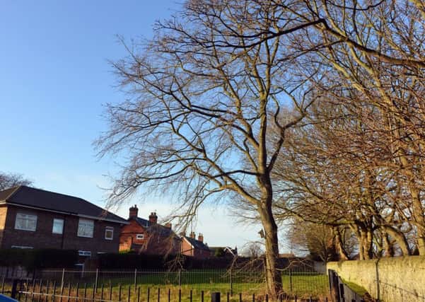 Former Croftside Court residential home development plan with 21 trees to be cut down apart from elm tree T22