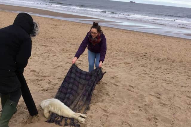 Gemma (in purple) and another woman helping the seal pup.