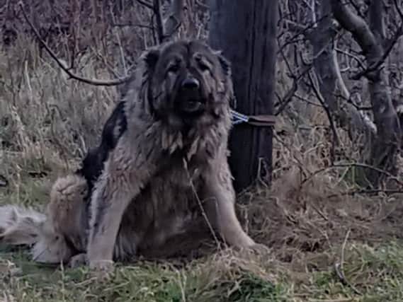 The Caucasian Shepherd, which was destroyed by police in Hartlepool.