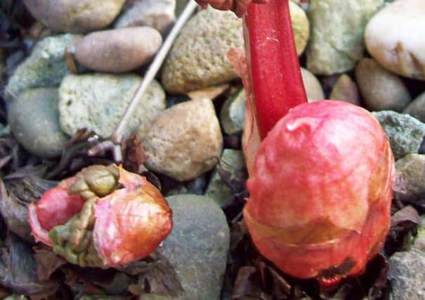 Emerging pink rhubarb leaf and stem.