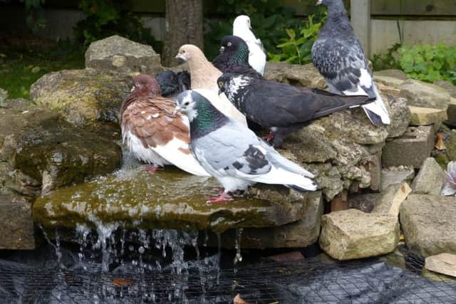 Pigeons that were stolen from Mr Fry's garden