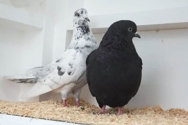 Pigeons that were stolen from Mr Fry's garden