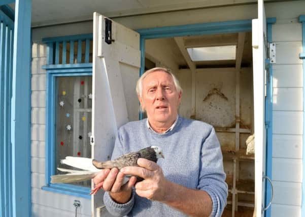 Pigeon fancier Tom Fry with one of the stolen pigeons that flew back