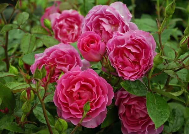 Rose Generation Jardin. Picture by Woolmans