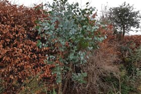 Eucalyptus gunnii pruned to encourage new bluish-green round leaves.