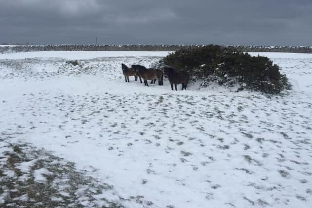The ponies sheltering on Cleadon Hills. Photo by Stephen Moran and Chris Grant.