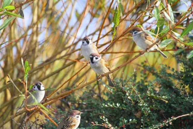 Tree sparrows have made their home in Whitburn Coastal Park. Picture by Douglas Holden.