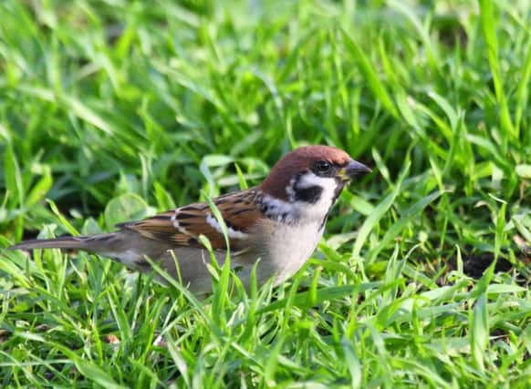 A tree sparrow at the park. Picture by Douglas Holden.