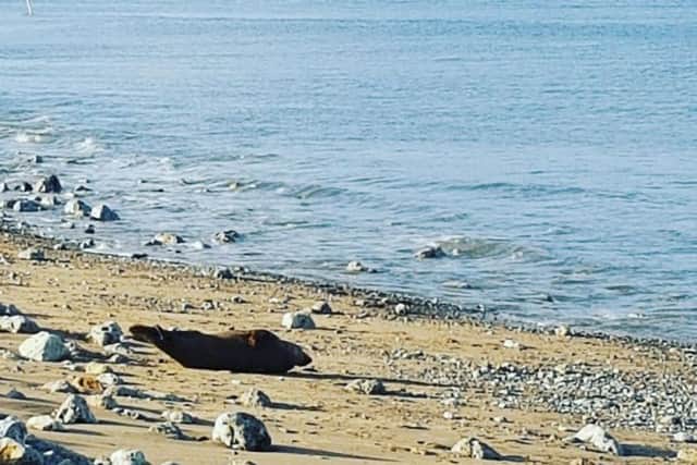 The seal at Little Haven. Picture: Julie Marsh.