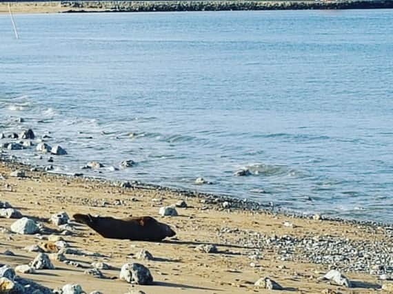 The seal at Little Haven. Picture: Julie Marsh.