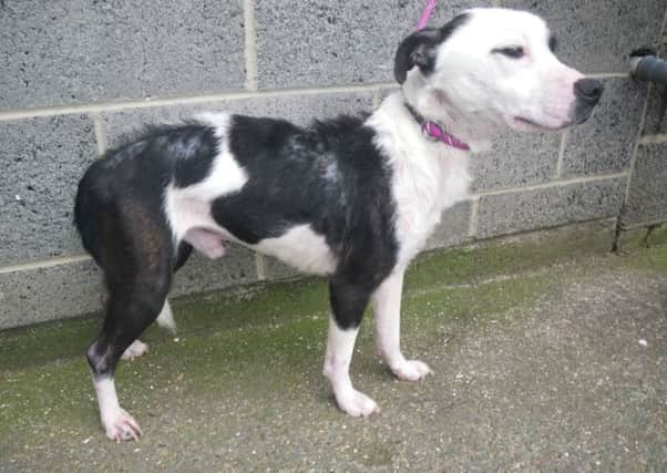Appeal launched after dog was found in a "very thin" state in Whiteleas