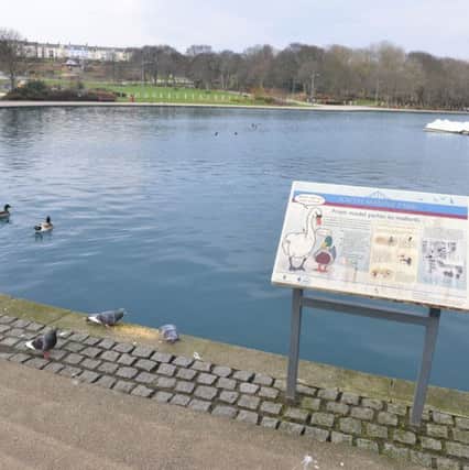 The water in the South Marine Park's lake has been turned a vivid shade of green-blue.