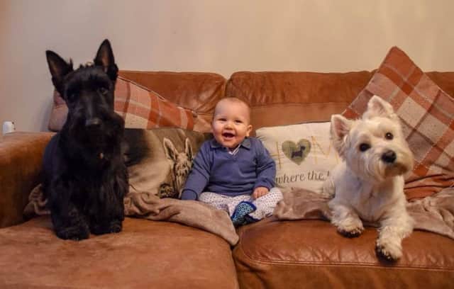 National Pet Day. Robson and Bobby the dogs with baby Ethan. Picture: Mark Beadle.