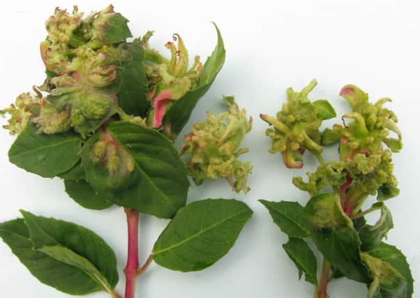Fuchsia gall mite. Picture by RHS/Andrew Halstead