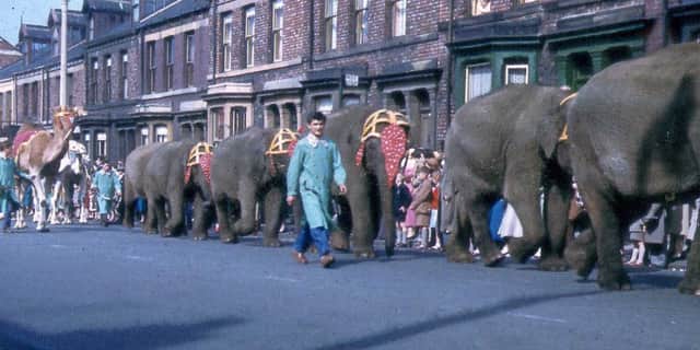 Elephants and camels parading through town.