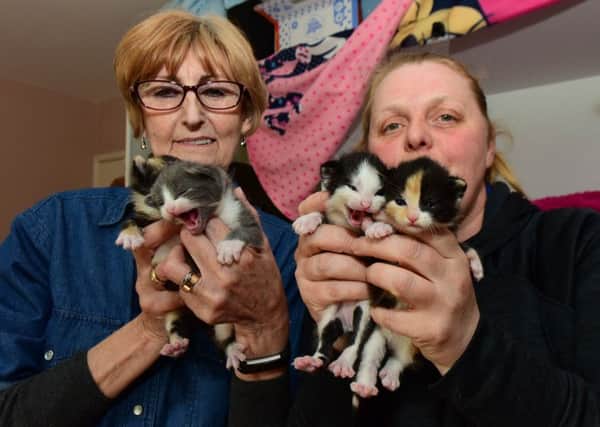 Ann Kirton (left) and Nicki Heslop, who are launching a scheme to help people on benefits and low income to neuter their  cats, in an attempt to stop the rise of kittens being born and abandoned on the streets of South Shields.
