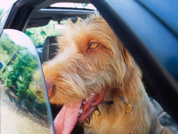 The RSPCA says dogs should never be left alone in parked vehicles.