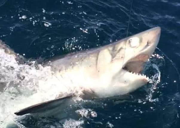 The porbeagle shark caught near Whitby in June last year. Picture: Rich Cope of Mistress Sea Angling - mistress-whitby.co.uk.