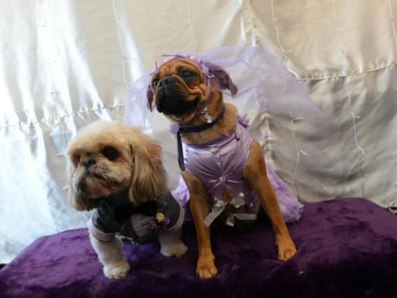 The happy couple shih tzu Buddy and puggle Lilly.
