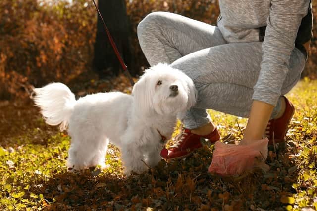 The scheme has appeared effective in reducing owners not cleaning up after their dogs (Photo: Shutterstock)
