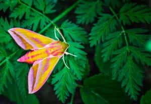 The Elephant Hawk-moth has distinctive colouring. Picture: Shutterstock